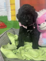 Midnight 386, a female Bernedoodle and Miniature Bernedoodle for sale in Lakeland, FL – 4 of 10