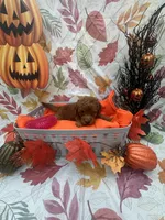 Nova 378, a female Poodle - Miniature  and Miniature Goldendoodle for sale in Lakeland, FL – 9 of 10