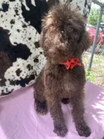 Sophie  - 337, a female Labradoodle and Poodle - Standard  for sale in Lakeland, FL – 8 of 10