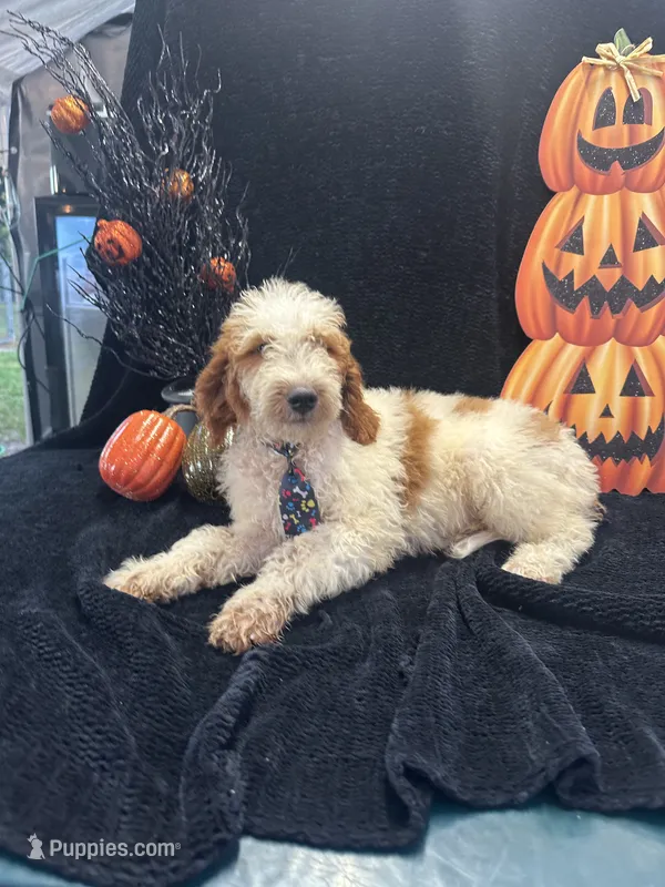 Diesel 390 F1b  – Goldendoodle, Poodle - Miniature  puppy for sale in Lakeland, FL
