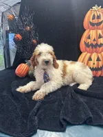 Diesel 390 F1b , a male Goldendoodle and Poodle - Miniature  for sale in Lakeland, FL – 1 of 10