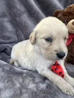 Biscuit 573, a male Golden Retriever for sale in Lakeland, FL – 3 of 10