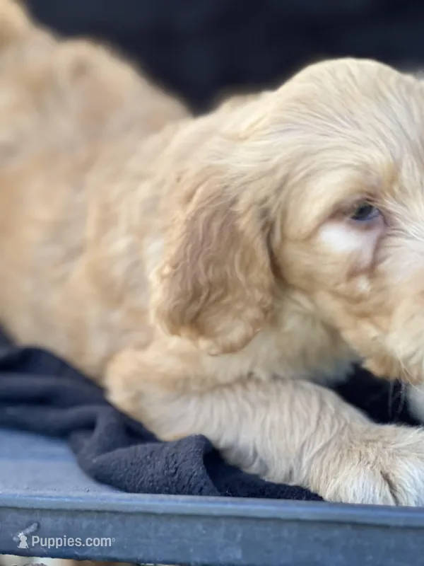 Dozer, a male Goldendoodle for sale in Lakeland, FL – Photo 1 of 10