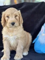 Dozer, a male Goldendoodle for sale in Lakeland, FL – Photo 8 of 10