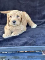 Dozer, a male Goldendoodle for sale in Lakeland, FL – Photo 9 of 10