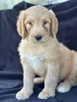 Dozer, a male Goldendoodle for sale in Lakeland, FL – Photo 7 of 10