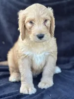 Dozer, a male Goldendoodle for sale in Lakeland, FL – Photo 4 of 10