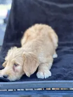 Dozer, a male Goldendoodle for sale in Lakeland, FL – Photo 2 of 10