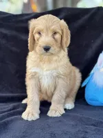 Dozer, a male Goldendoodle for sale in Lakeland, FL – Photo 10 of 10