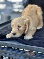 Dozer, a male Goldendoodle for sale in Lakeland, FL – Photo 5 of 10