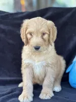Dozer, a male Goldendoodle for sale in Lakeland, FL – Photo 3 of 10