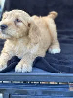 Dozer, a male Goldendoodle for sale in Lakeland, FL – Photo 6 of 10