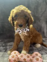 Dolly 397  F1b, a female Goldendoodle and Poodle - Miniature  for sale in Lakeland, FL – 5 of 10