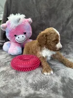 Blossom 371, a female Aussiedoodle and Poodle - Miniature  for sale in Lakeland, FL – 2 of 10