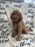 Clyde - 129, a male Labradoodle and Poodle - Standard  for sale in Lakeland, FL – 7 of 10