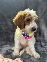 Diana 393 F1b, a female Goldendoodle and Poodle - Miniature  for sale in Lakeland, FL – 8 of 10