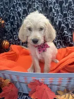 Girl, a female Labradoodle and Golden Retriever for sale in Lakeland, FL – 2 of 8