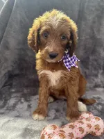 Daphne 398. F1b, a female Goldendoodle and Poodle - Miniature  for sale in Lakeland, FL – 8 of 10