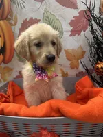 Bridgette 579, a female Golden Retriever for sale in Lakeland, FL – 7 of 10