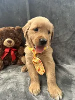 Bingo -192, a male Golden Retriever for sale in Lakeland, FL – 8 of 10