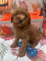 Norman 377, a male Poodle - Miniature  and Miniature Goldendoodle for sale in Lakeland, FL – 3 of 10