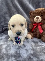 Brody 571, a male Golden Retriever for sale in Lakeland, FL – 1 of 10