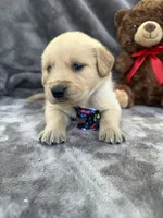 Brody 571, a male Golden Retriever for sale in Lakeland, FL – 3 of 10