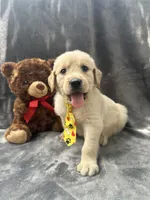 Sammy - 191, a male Golden Retriever for sale in Lakeland, FL – 4 of 10
