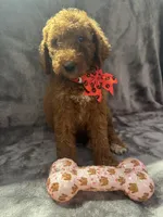 Daisy 394, a female Goldendoodle and Poodle - Miniature  for sale in Lakeland, FL – 6 of 10