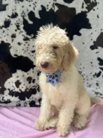 Sapphire - 334 , a female Labradoodle and Poodle - Standard  for sale in Lakeland, FL – 8 of 10