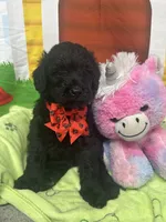 Matilda 382, a female Bernedoodle and Miniature Bernedoodle for sale in Lakeland, FL – 8 of 10