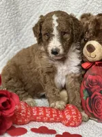 Chester, a male Labradoodle and Miniature Labradoodle for sale in Lakeland, FL – Photo 1 of 10