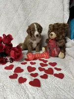 Chester, a male Labradoodle and Miniature Labradoodle for sale in Lakeland, FL – Photo 10 of 10