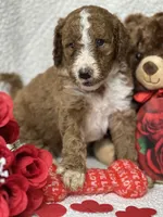 Chester, a male Labradoodle and Miniature Labradoodle for sale in Lakeland, FL – Photo 3 of 10