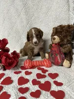 Chester, a male Labradoodle and Miniature Labradoodle for sale in Lakeland, FL – Photo 9 of 10