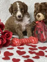 Chester, a male Labradoodle and Miniature Labradoodle for sale in Lakeland, FL – Photo 2 of 10