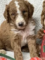 Chester, a male Labradoodle and Miniature Labradoodle for sale in Lakeland, FL – Photo 5 of 10