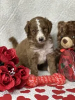 Chester, a male Labradoodle and Miniature Labradoodle for sale in Lakeland, FL – Photo 8 of 10