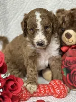 Chester, a male Labradoodle and Miniature Labradoodle for sale in Lakeland, FL – Photo 7 of 10
