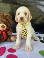 Samuel - 330, a male Labradoodle and Poodle - Standard  for sale in Lakeland, FL – 4 of 10