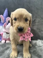 Suzzie -198, a female Golden Retriever for sale in Lakeland, FL – 8 of 10