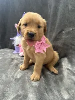 Betsy -194, a female Golden Retriever for sale in Lakeland, FL – 8 of 10