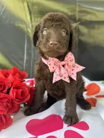 Sarah- 339, a female Labradoodle and Poodle - Standard  for sale in Lakeland, FL – 3 of 10