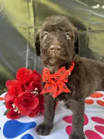 Sophie  - 337, a female Labradoodle and Poodle - Standard  for sale in Lakeland, FL – 6 of 10