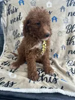 Ricky- 124, a male Labradoodle and Poodle - Standard  for sale in Lakeland, FL – 10 of 10