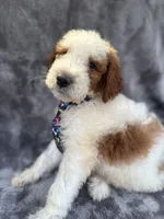 Diesel 390 F1b, a male Goldendoodle and Poodle - Miniature  for sale in Lakeland, FL – 2 of 10