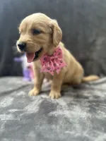 Suzzie -198, a female Golden Retriever for sale in Lakeland, FL – 2 of 10