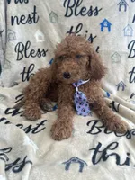 Ralph - 122, a male Labradoodle and Poodle - Standard  for sale in Lakeland, FL – 4 of 10