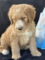 Dexter , a male Goldendoodle for sale in Lakeland, FL – Photo 3 of 10
