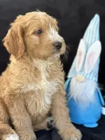 Dexter , a male Goldendoodle for sale in Lakeland, FL – Photo 8 of 10